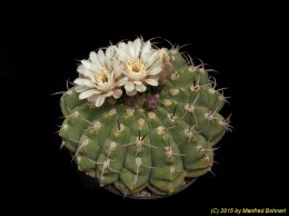 Gymnocalycium bayrianum 371